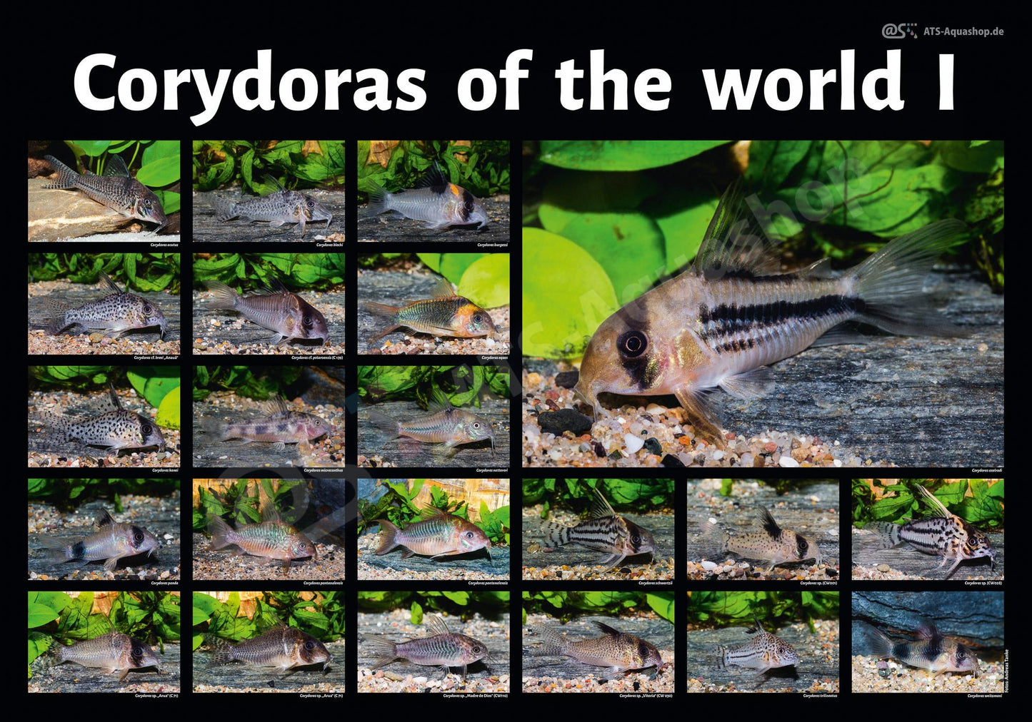 Corydoras of The World 1