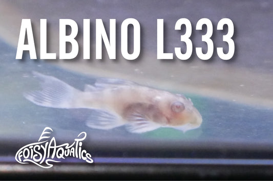Albino L333 Pleco (Hypancistrus Sp.)