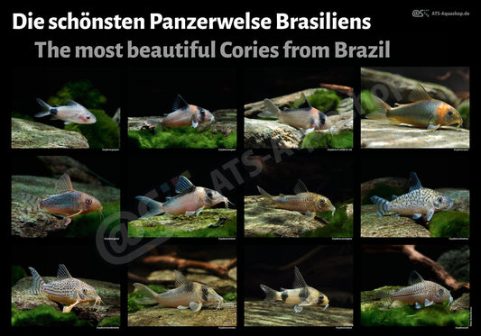 The Most Beautiful Cories from Brazil