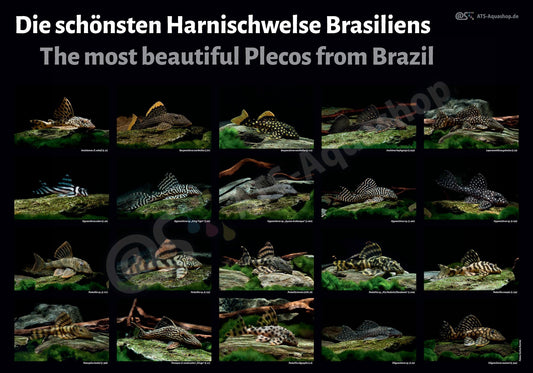 The Most Beautiful Plecos from Brazil