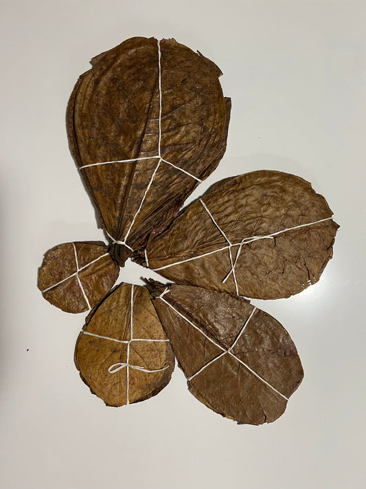 Catappa Leaves - 20 Pack
