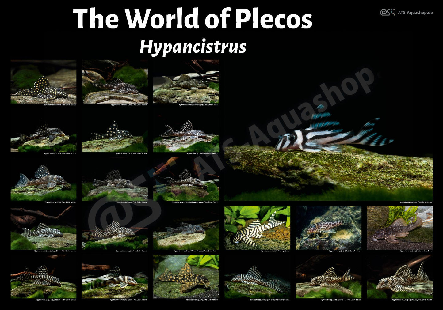 The World of Plecos - Hypancistrus
