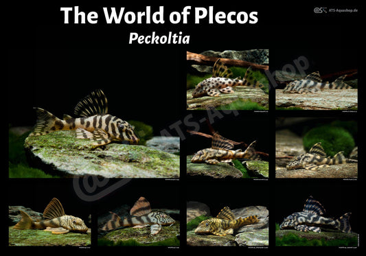 The World of Plecos - Peckoltia